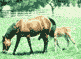 Equine Foal Delivery Monitor